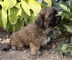 Small #3 Shih Tzu