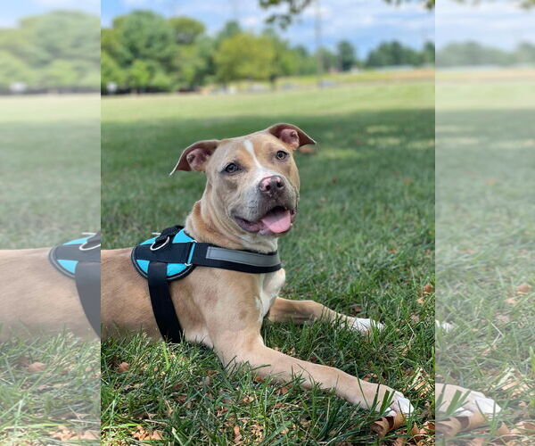 Medium Photo #6 American Pit Bull Terrier-Labrador Retriever Mix Puppy For Sale in Derwood, MD, USA