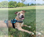 Small #5 American Pit Bull Terrier-Labrador Retriever Mix