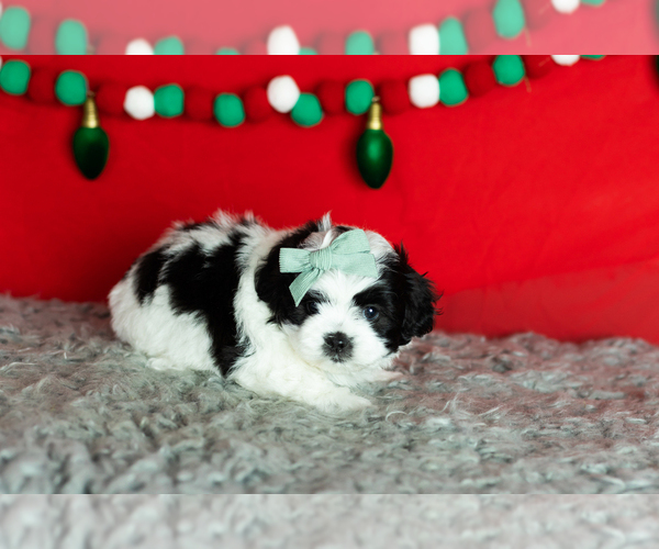 Medium Photo #2 Zuchon Puppy For Sale in WOLCOTTVILLE, IN, USA