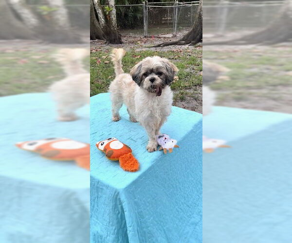 Medium Photo #13 Shih Tzu Puppy For Sale in Weston, FL, USA