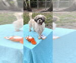 Small #12 Shih Tzu