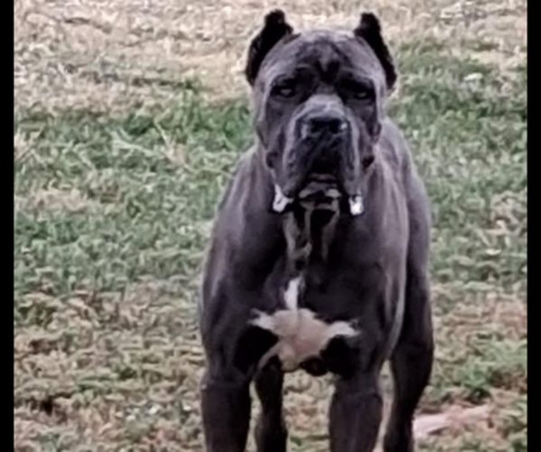 Medium Photo #1 Cane Corso Puppy For Sale in ELGIN, OK, USA