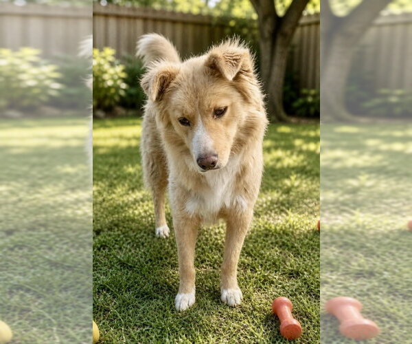 Medium Photo #1 Golden Retriever-Unknown Mix Puppy For Sale in San Diego, CA, USA