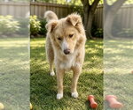 Small Golden Retriever Mix