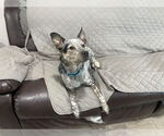 Small Mutt
