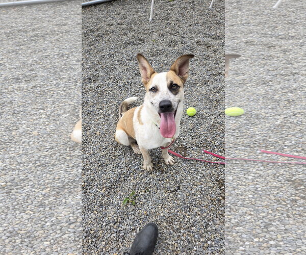 Medium Photo #1 Mutt Puppy For Sale in Rockaway, NJ, USA