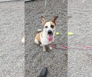 Mutt Dogs for adoption in Rockaway, NJ, USA