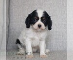 Image preview for Ad Listing. Nickname: Kason