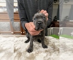 Small Photo #5 Cane Corso Puppy For Sale in RURAL HALL, NC, USA