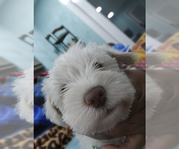 Medium Photo #7 Schnauzer (Miniature) Puppy For Sale in CHESAPEAKE, VA, USA