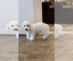 Small #7 Bichon Frise