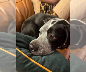 Cosma - Female Pointer-Unknown Mix Dog for Adoption - Photo #7