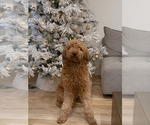 Small Photo #1 Poodle (Miniature) Puppy For Sale in WEST JORDAN, UT, USA