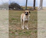 Small Photo #1 Black Mouth Cur-Unknown Mix Puppy For Sale in Oakhurst, NJ, USA