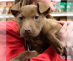 Small #5 Labrador Retriever Mix