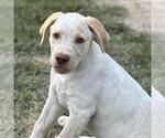 Small #1 Labrador Retriever Mix