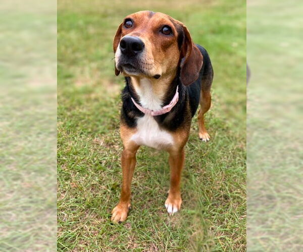 Medium Photo #3 Beagle Puppy For Sale in Dunnellon, FL, USA
