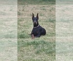 Small Photo #9 Doberman Pinscher Puppy For Sale in MONROE, NC, USA