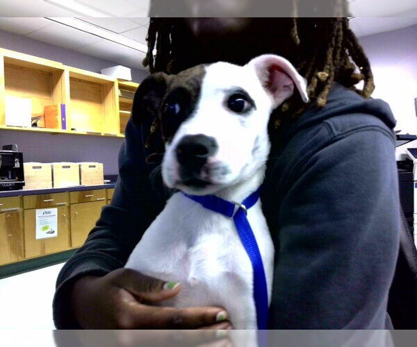 Medium Photo #1 American Staffordshire Terrier-Unknown Mix Puppy For Sale in Tallahassee, FL, USA