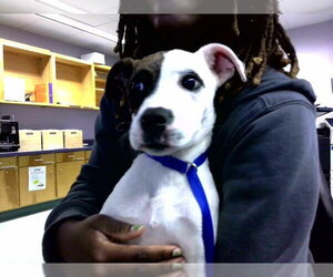 American Staffordshire Terrier-Unknown Mix Dogs for adoption in Tallahassee, FL, USA
