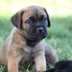 Cane Corso Puppy for sale in SANTA MARGARITA, CA, USA