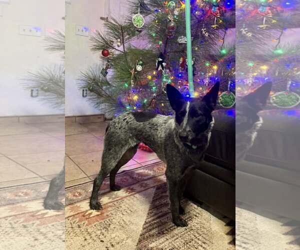 Medium Photo #3 Mutt Puppy For Sale in Paso Robles, CA, USA