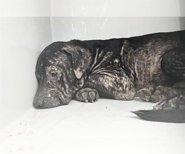 Medium Photo #1 Mutt Puppy For Sale in Houston, TX, USA