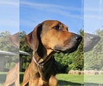 Small #3 Doberman Pinscher-Great Dane Mix
