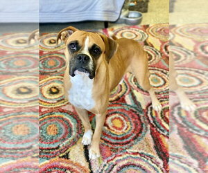 Boxer Dogs for adoption in Austin, TX, USA