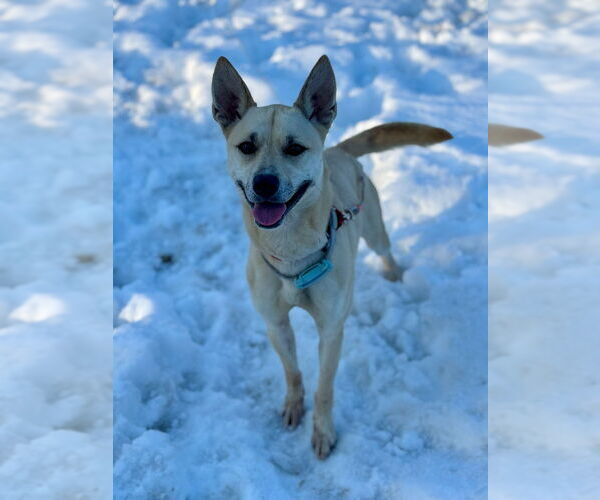 Medium Photo #9 Labsky Puppy For Sale in Canton, CT, USA