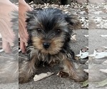 Litter of 4 - Male(s) and Female(s) Yorkshire TerrierLitter of Puppies for Sale - Photo #15