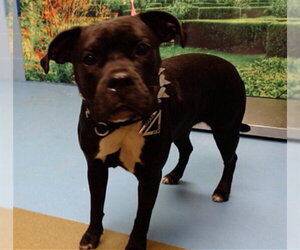 Mutt Dogs for adoption in Moreno Valley, CA, USA