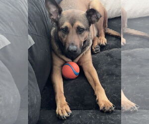 American Pit Bull Terrier-German Shepherd Dog Mix Dogs for adoption in Lafayette, CA, USA
