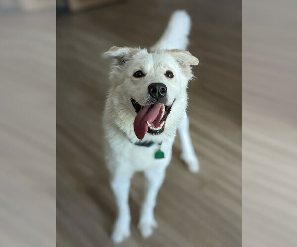 Medium Photo #8 Great Pyrenees-Unknown Mix Puppy For Sale in Dallas, TX, USA