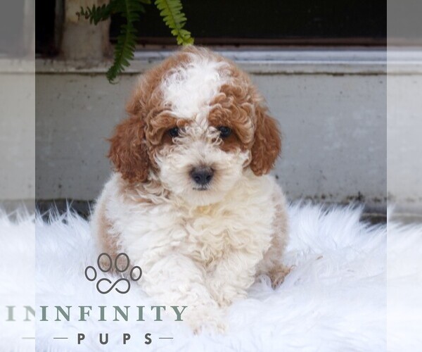Medium Photo #3 Poodle (Miniature) Puppy For Sale in HONEY BROOK, PA, USA