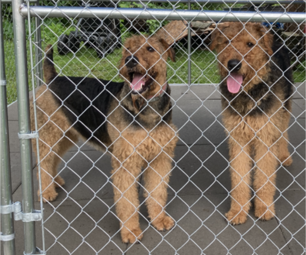 Medium Photo #1 Airedale Terrier Puppy For Sale in OLEAN, NY, USA