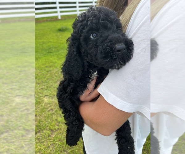 Medium Photo #3 Poodle (Standard) Puppy For Sale in TIMMONSVILLE, SC, USA