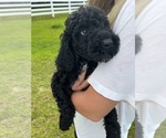 Small Photo #3 Poodle (Standard) Puppy For Sale in TIMMONSVILLE, SC, USA