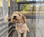 Small Photo #1 Mal-Shi-Poodle (Miniature) Mix Puppy For Sale in MURFREESBORO, AR, USA