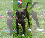 Small #2 Labrador Retriever Mix
