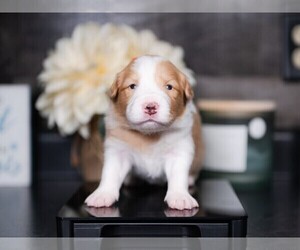 Bulldog Puppy for sale in CONWAY, MO, USA
