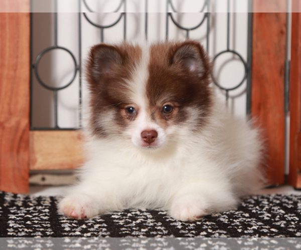 Medium Photo #3 Pomeranian Puppy For Sale in NAPLES, FL, USA