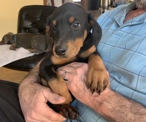 Doberman Pinscher Dog for Adoption in BRISTOL, Connecticut USA