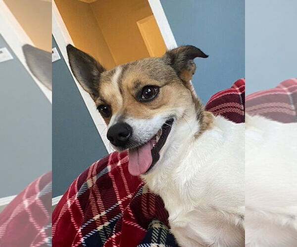 Medium Photo #2 Chihuahua-Unknown Mix Puppy For Sale in Conway, AR, USA