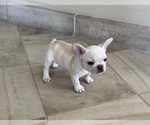 Small Photo #8 French Bulldog Puppy For Sale in ROSEVILLE, CA, USA