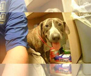 American Pit Bull Terrier-Unknown Mix Dogs for adoption in Tulsa, OK, USA