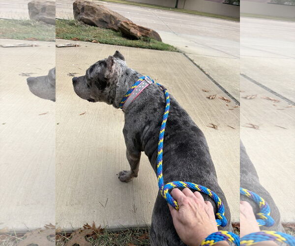 Medium Photo #2 Staffordshire Bull Terrier-Unknown Mix Puppy For Sale in Rowlett, TX, USA