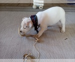 Small Photo #79 American Pit Bull Terrier-Labrador Retriever Mix Puppy For Sale in MOORESBORO, NC, USA