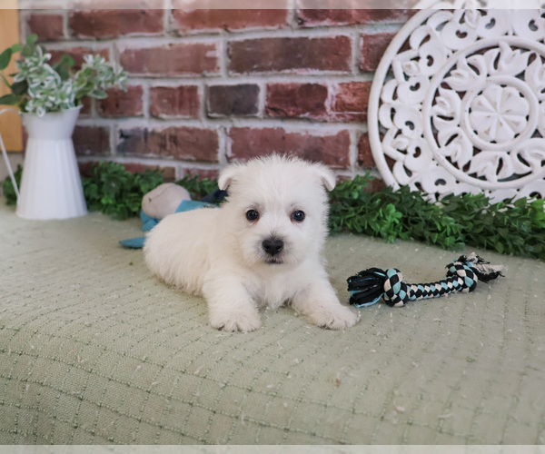 Medium Photo #2 West Highland White Terrier Puppy For Sale in SYRACUSE, IN, USA